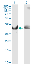 WB - GAPDH Antibody (monoclonal) (M01) AT2151a